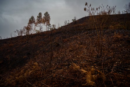 Deforested and burnt area of landscape.