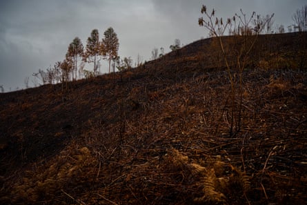 Zona de paisaje deforestada y quemada.