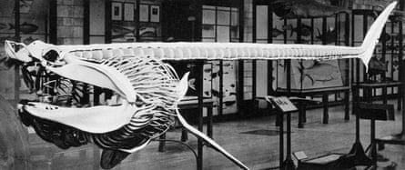 Cast of a basking shark