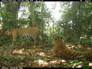 Pair of tigers recorded on camera trap in Belum-Temengor forest complex, Malaysia