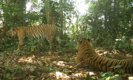 On the cat walk: how to follow in a tiger’s footsteps in the forests of Malaysia