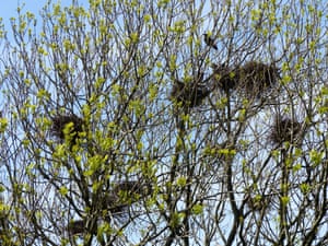 Rookery