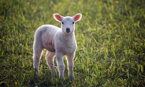 Lamb in field