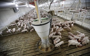 Hogs feed in a pen in a concentrated animal feeding operation, Iowa.