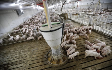 Intensive pig farm