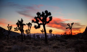 Joshua trees in California