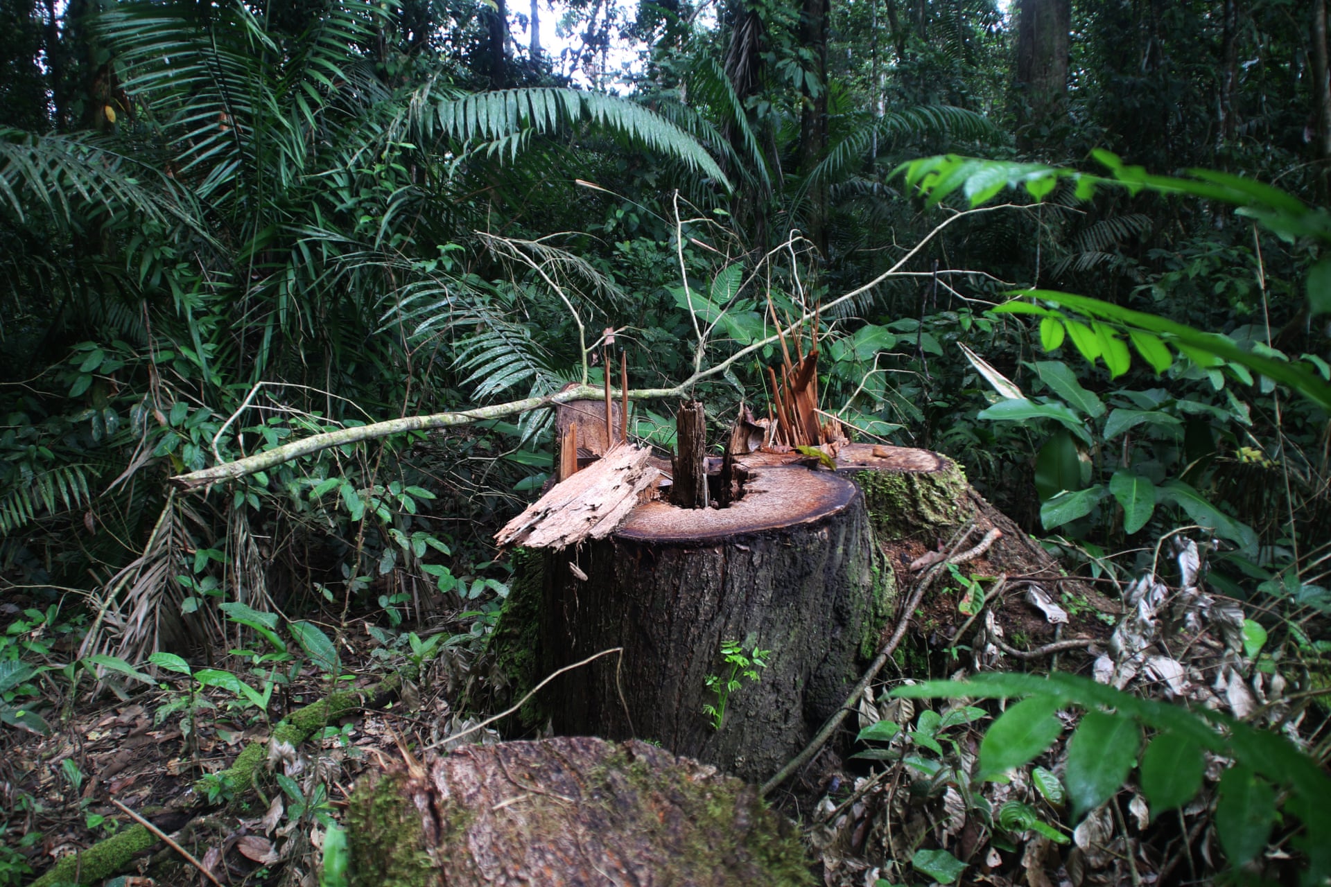 The remains of a cedar tree, 50 metres from the River Curaray, found during the reconnaissance trip. Photograph: Agencia Tegantai