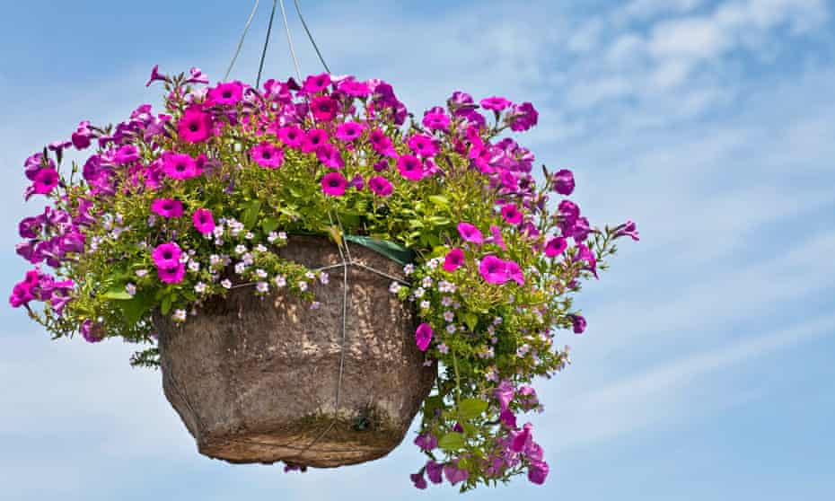 Petunias, the millennials’ choice for a hanging basket.