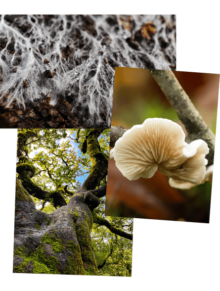 Composite of fungal mycelium, Variable Oysterling mushrooms and an oak tree covered with moss and lichen