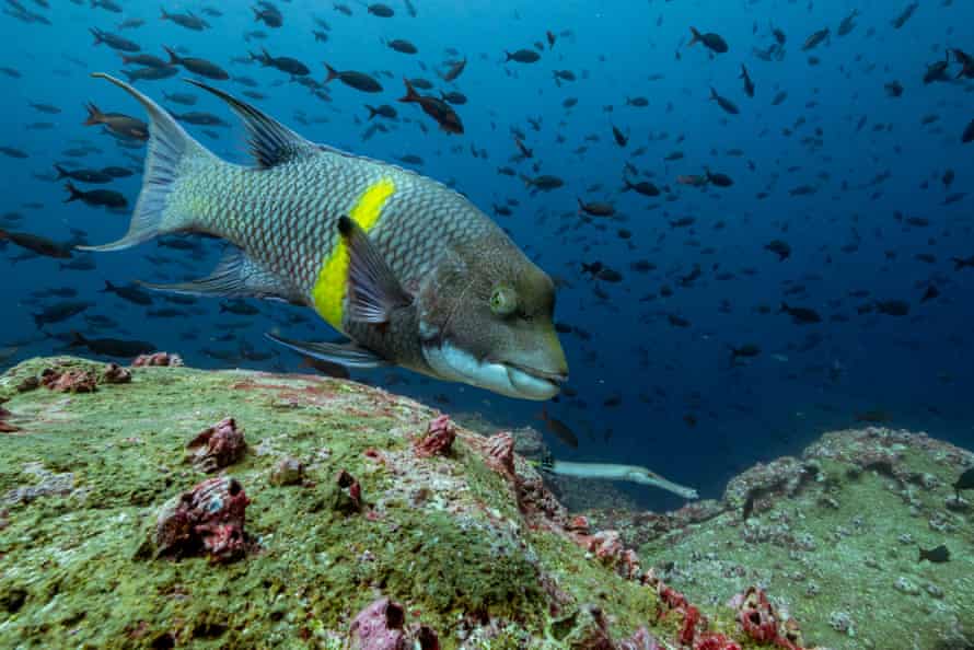 A Mexican Hogfish.