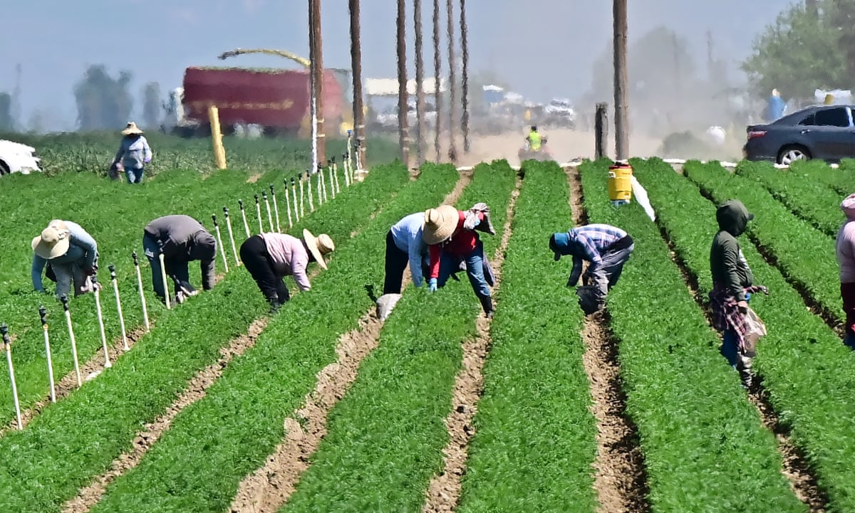 California's $59bn agriculture industry reels under Trump's wavering  tariffs | US news | The Guardian