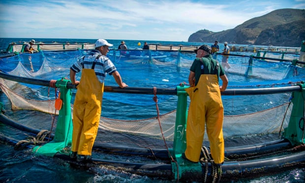 Fisherman at a fish farm off the coast of the Moroccan city of M’diq, October 2019