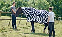 Why the zebra got its stripes: to deter flies from landing on it