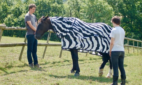 Horse wearing zebra coat