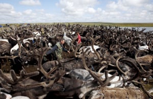 Herders surrounded by the reindeer