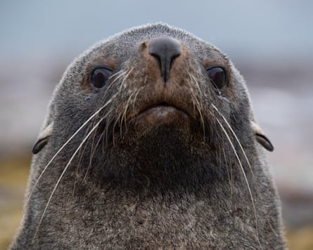 A close up of a fur seal