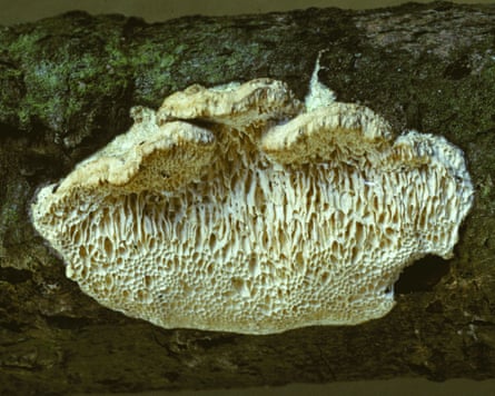 A Fomitopsis solaris on the underside of a willow branch