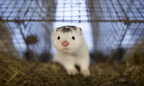 Mink and fox farms are to be banned in Norway after a government decision to phase out the practice by 2025.