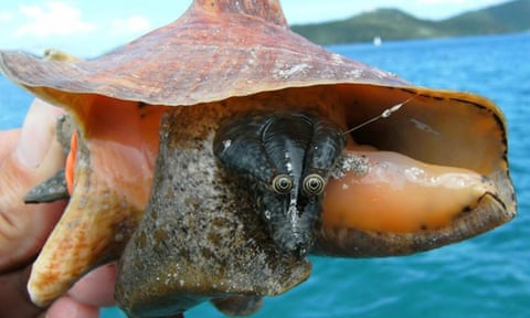 A researcher holds a juvenile queen conch to display its large eyes on the end of stalks coming out of the spiral shell