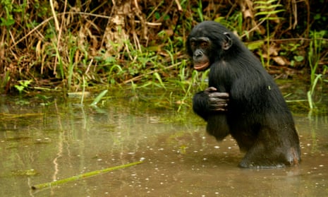 A bonobo ape, a primate unique to Congo, at Lola Ya Bonobo sanctuary just outside the DRC capital, Kinshasa.