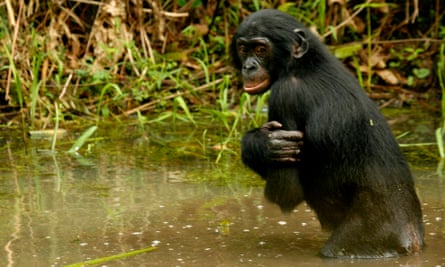 Pygmy chimpanzees, or bonobos, are unique to the Democratic Republic of the Congo