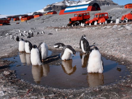 Gentoo penguins at the Argentinian research base, Esperanza, where the hottest temperature ever in Antarctica was reportedly recorded on 6 February.