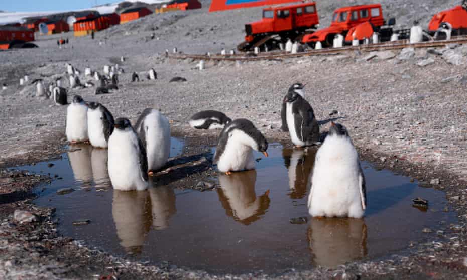 Gentoo penguins at the Argentinian research base Esperanza in Antarctica.