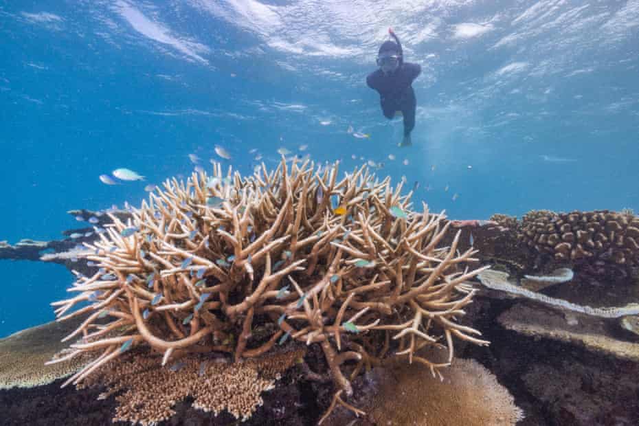 Blanchissement des coraux sur le récif John Brewer, au large de Townsville dans le parc marin de la Grande Barrière de Corail.  Queensland.  Australie.