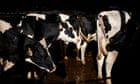 No, you don't need to be drinking raw milk
