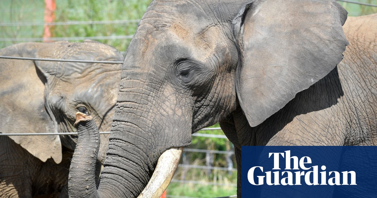 Unscrupulous ivory traders can evade new UK ban, charity says - The Guardian