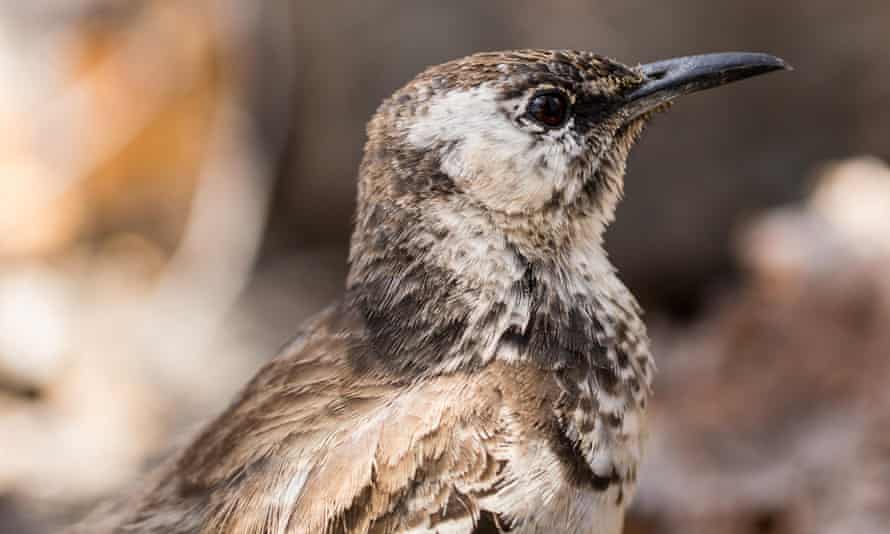 A Floreana mockingbird