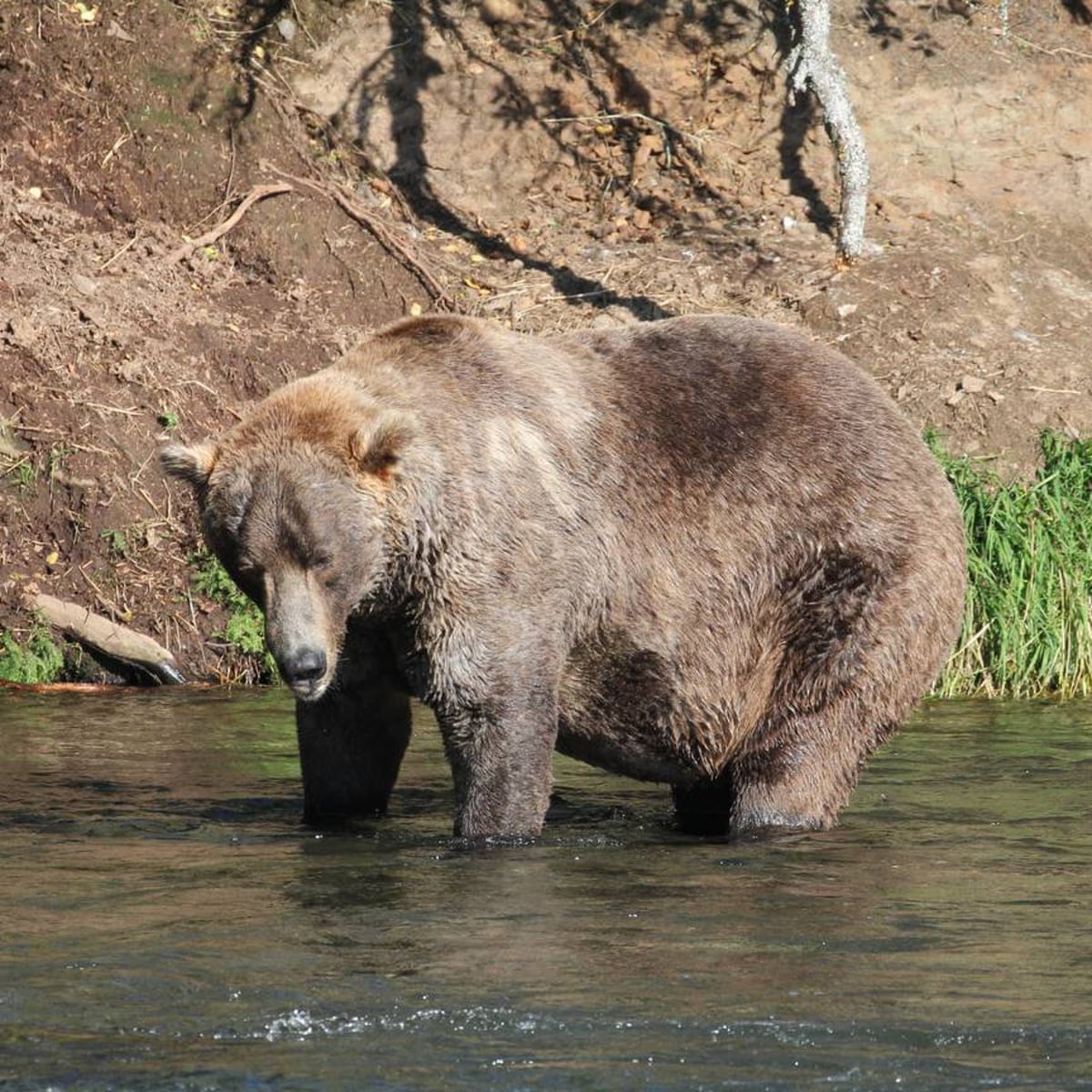 Ursus Gluttonous Maximus 480 Otis Wins Alaska S Fat Bear Week Contest Alaska The Guardian Ursus Gluttonous Maximus 480 Otis Wins Alaska S Fat Bear Week Contest Alaska The Guardian