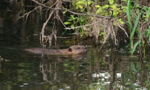 A beaver in east Devon