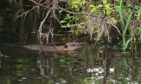 A beaver in east Devon