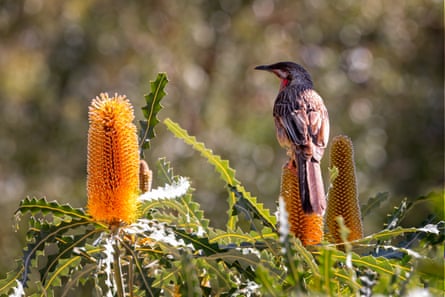 Wattle bird perched on a brilliant yellow-red banksia.