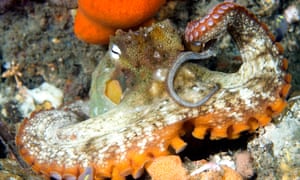 The species has been seen to congregate, communicate and even evict one another.