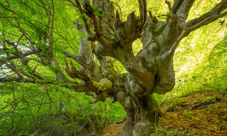 An ancient beech tree at Nucșoara, Romania.