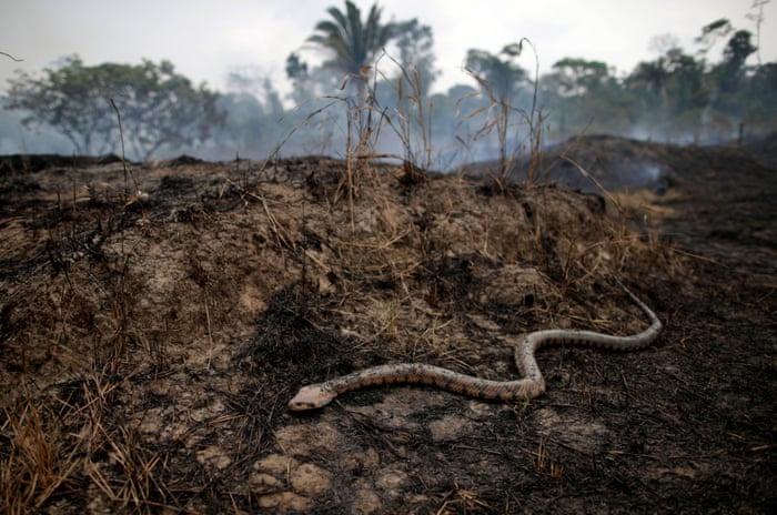 Amazon Rainforest Fires An Environmental Catastrophe In Pictures World News The Guardian