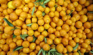 Discarded mandarins collected by OzHarvest for redistribution