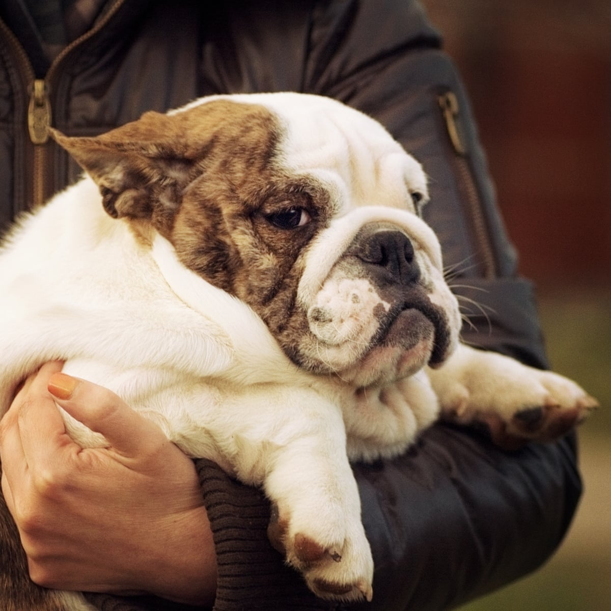 Puppy fat implants: are our pets next in line for weight-loss drugs? | Pets | The Guardian Puppy fat implants: are our pets next in line for weight-loss drugs? | Pets | The Guardian