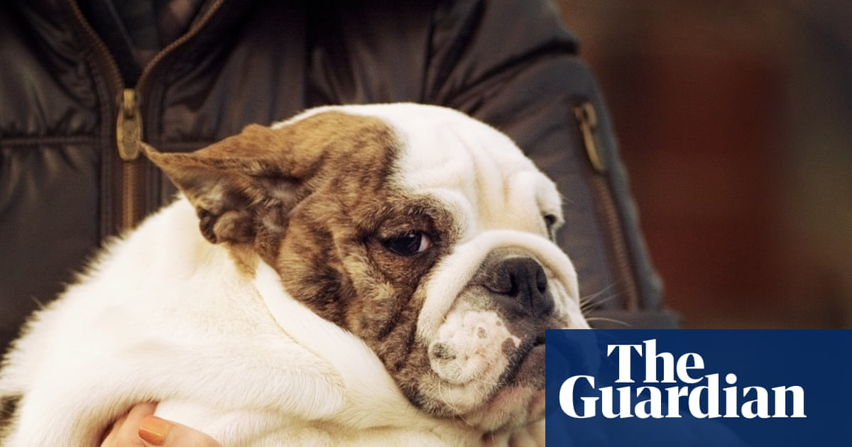 Puppy fat jabs: are our pets next in line for weight-loss drugs?