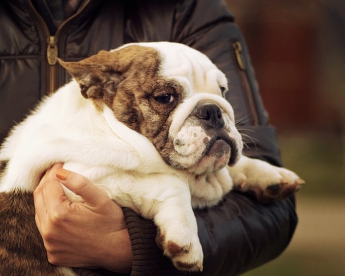 Puppy fat jabs: are our pets next in line for weight-loss drugs?