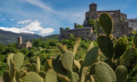 An invasive species of cacti take over the slops of Valais.