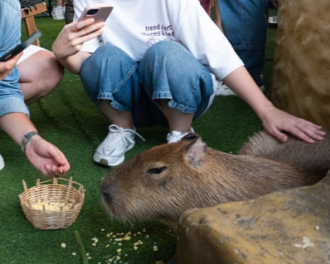 How Many Capybaras are Left in the World 2025: Latest Facts