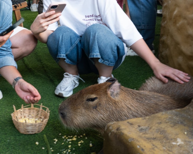 Cuddling capybaras and ogling otters: the problem with animal cafes in Asia Cuddling capybaras and ogling otters: the problem with animal cafes in Asia
