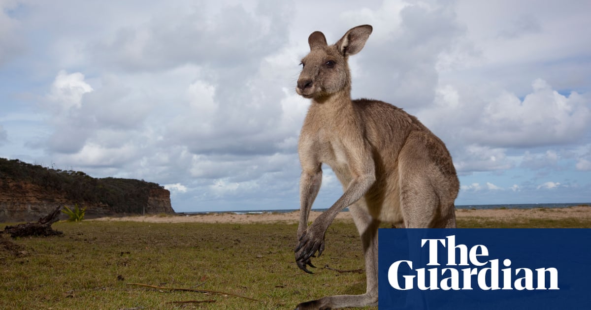 Runaway kangaroo on the loose named Sheila shuts down Alabama interstate