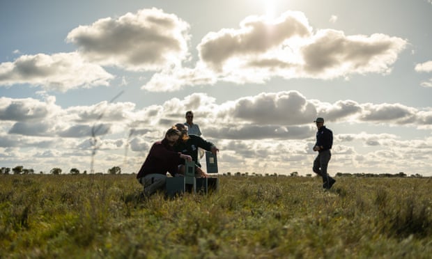 Fifteen plains wanderers have been released into in Oolambeyan national park.