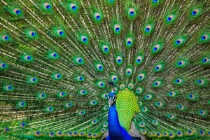 Um pavão abre as penas da cauda no Parque Nacional de Yala, em Yala.