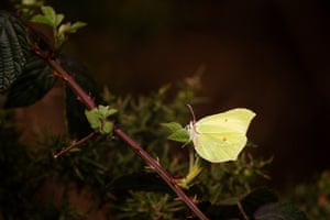 A brimstone butterfly