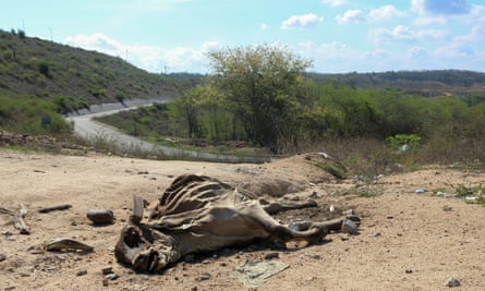 The carcass of a dead cow is seen near the drought-affected Sanalona dam in Culiacán, in the northern state of Sinaloa.
